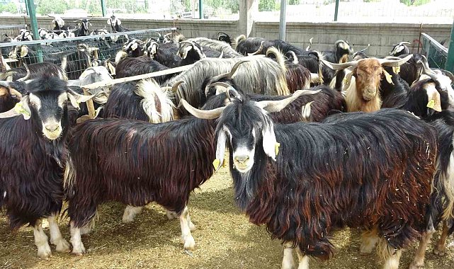 Bingöl'de kurban pazarındaki durgunluk dikkat çekti