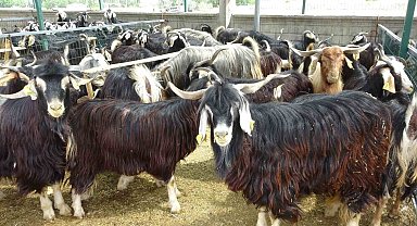 Bingöl'de kurban pazarındaki durgunluk dikkat çekti