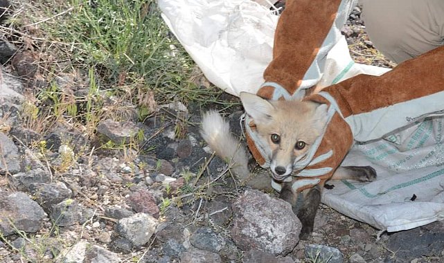 Bitkin halde bulunan tilki korumaya alındı