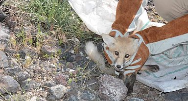Bitkin halde bulunan tilki korumaya alındı