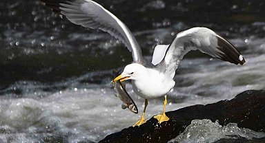 Bu balıkları sadece martılar avlayabiliyor