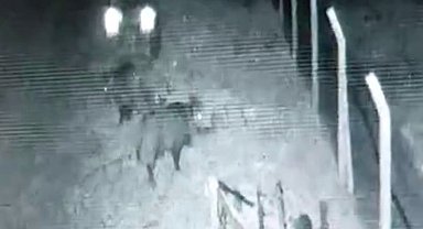 Bu kadar rahatlık ev sahibinde yok: Bahçe kapısını kırıp içeri giren yaban domuzları kamerada