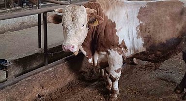 Bu kurbanlığın benzeri çok az, bin 850 kiloluk 'Paşa' yeni sahibini bekliyor