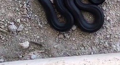 Bu yılanı gören yolunu değiştirir