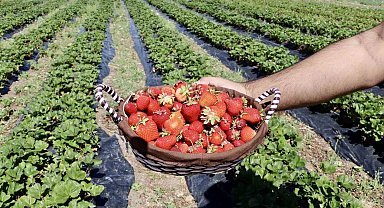 Çilek yetişmez denilen topraklardan 1 yılda 400 ton verim alındı