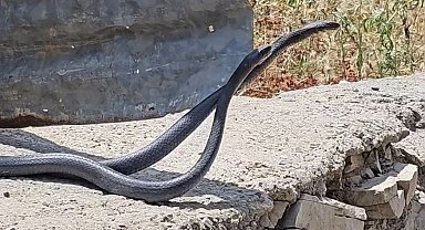 Çukurca'da yılanların çiftleşme dansı fotoğraf karesine yansıdı