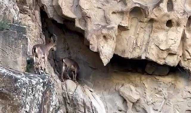 Dağ keçileri kameralara yansıdı