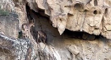 Dağ keçileri kameralara yansıdı