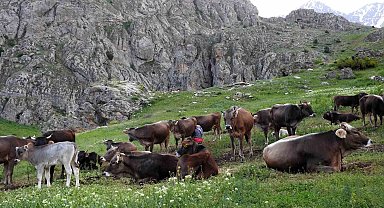 Dağ keçileriyle inek sürüsü bir arada