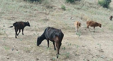 Derecik'te kayıp inekler 4 gün sonra bulundu