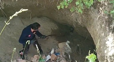 Dev çukurda mahsur kalan Sarsar kurtarıldı