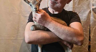 Doğada bitkin halde bulduğu dağ keçisi yavrusunu biberonla besledi