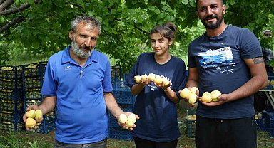 Doğu'nun Çukurova'sı Iğdır'da 'sarı altın' hasadı başladı