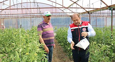 Domates güvesine karşı feromon tuzakları devrede