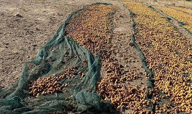 Domuz sürüsü tonlarca kayısıyı çöp etti