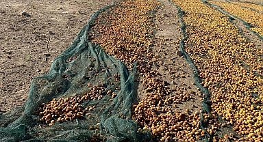 Domuz sürüsü tonlarca kayısıyı çöp etti