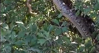 Elazığ'da 4 metrelik devasa yılanı görenler gözlerine inanamadı