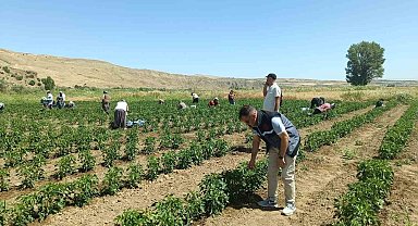 Elazığ'da 40 dekarlık alanda sebze hasadı