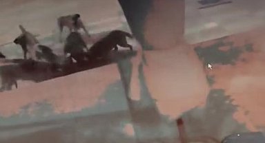 Elazığ'da başıboş sokak köpekleri kediyi böyle parçaladı