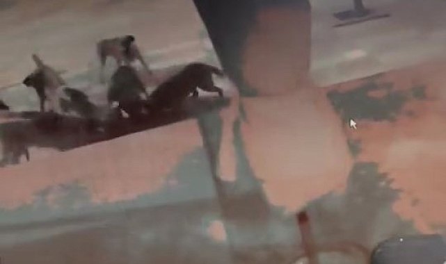 Elazığ'da başıboş sokak köpekleri kediyi böyle parçaladı