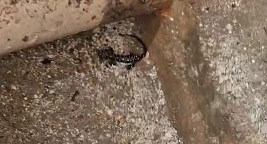 Elazığ'da koruma altında olan benekli semender görüldü