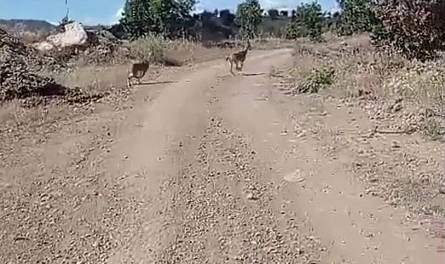 Elazığ'da nesli tehlike altına olan dağ keçileri görüntülendi