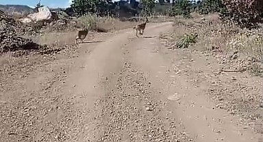 Elazığ'da nesli tehlike altına olan dağ keçileri görüntülendi