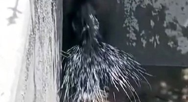 Elazığ'da nesli tükenme tehlikesi altında olan oklu kirpi görüntülendi