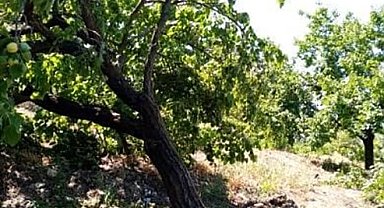 Elazığ'da şiddetli rüzgar kayısı ağaçlarını yerinden söktü, bahçelere zarar verdi