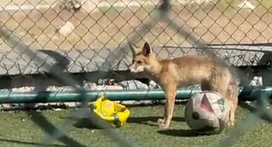 Elazığ'da spor sahasına tilki girdi