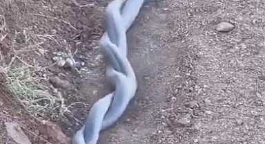 Elazığ'da yılanların çiftleşme dansı kameraya yansıdı
