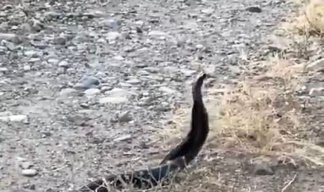 Elazığ'da yılanların çiftleşme dansı kameraya yansıdı