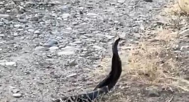 Elazığ'da yılanların çiftleşme dansı kameraya yansıdı