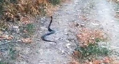 Elazığ'da yılanların dansı kamerada