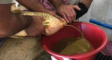 Elazığ'da yılın ilk sazan balığı yumurta sağımı gerçekleştirildi