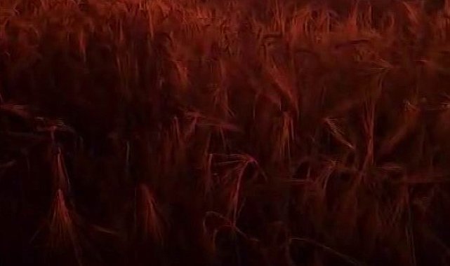 Elektik direğinden çıkan kıvılcım ekili alanı küle çevirdi