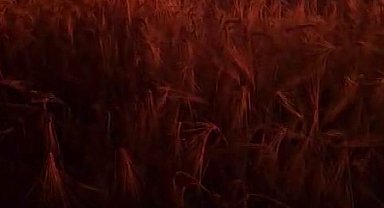 Elektik direğinden çıkan kıvılcım ekili alanı küle çevirdi