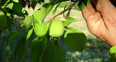 Erik ağacında yetişen kayısı görenleri şaşırtıyor