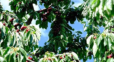 Erzincan'da kiraz ağacından düşme vakaları arttı