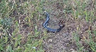 Erzincan'da yılanların dansı kamerada