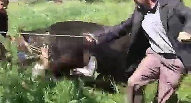 Erzurum'da kaçan kurbanlık iki kişiyi yaraladı