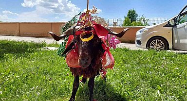Erzurum'da kurbanlık koçlar gelinler için süslendi