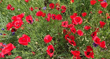 Gelincik tarlası görsel şölen sunuyor