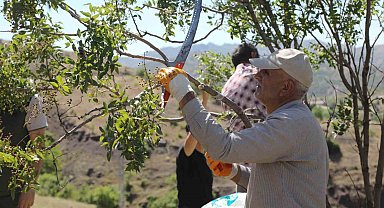 Menengiç Ağaçlarına Fıstık Aşılama Yapıldı