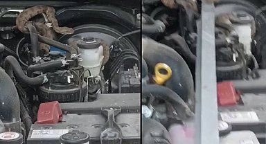 Hakkari'de kamyonetin motoruna giren yılan güçlükle çıkartıldı