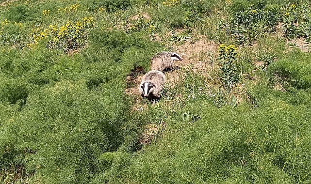 Hakkari'de nesli tükenmekte olan porsuk görüntülendi