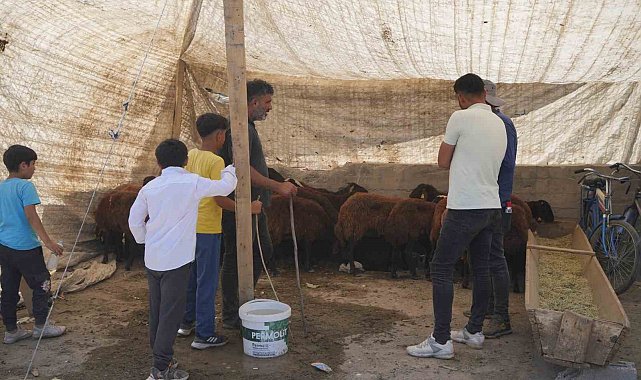 Hayvan pazarı çarşıya taşındı: Sıkı pazarlıklar başladı