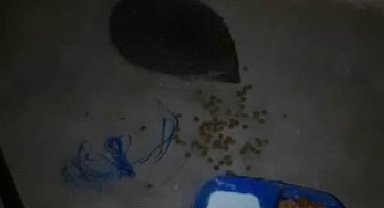 Her gün yanına gelen kirpiyi elleri ile besliyor