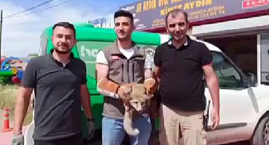 Iğdır'da bakıma muhtaç halde bulunan tilki doğal ortamına bırakıldı