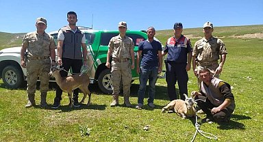 Iğdır'da yaralı yaban keçileri koruma altına alındı